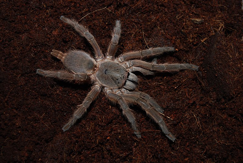 Chilobrachys andersoni
